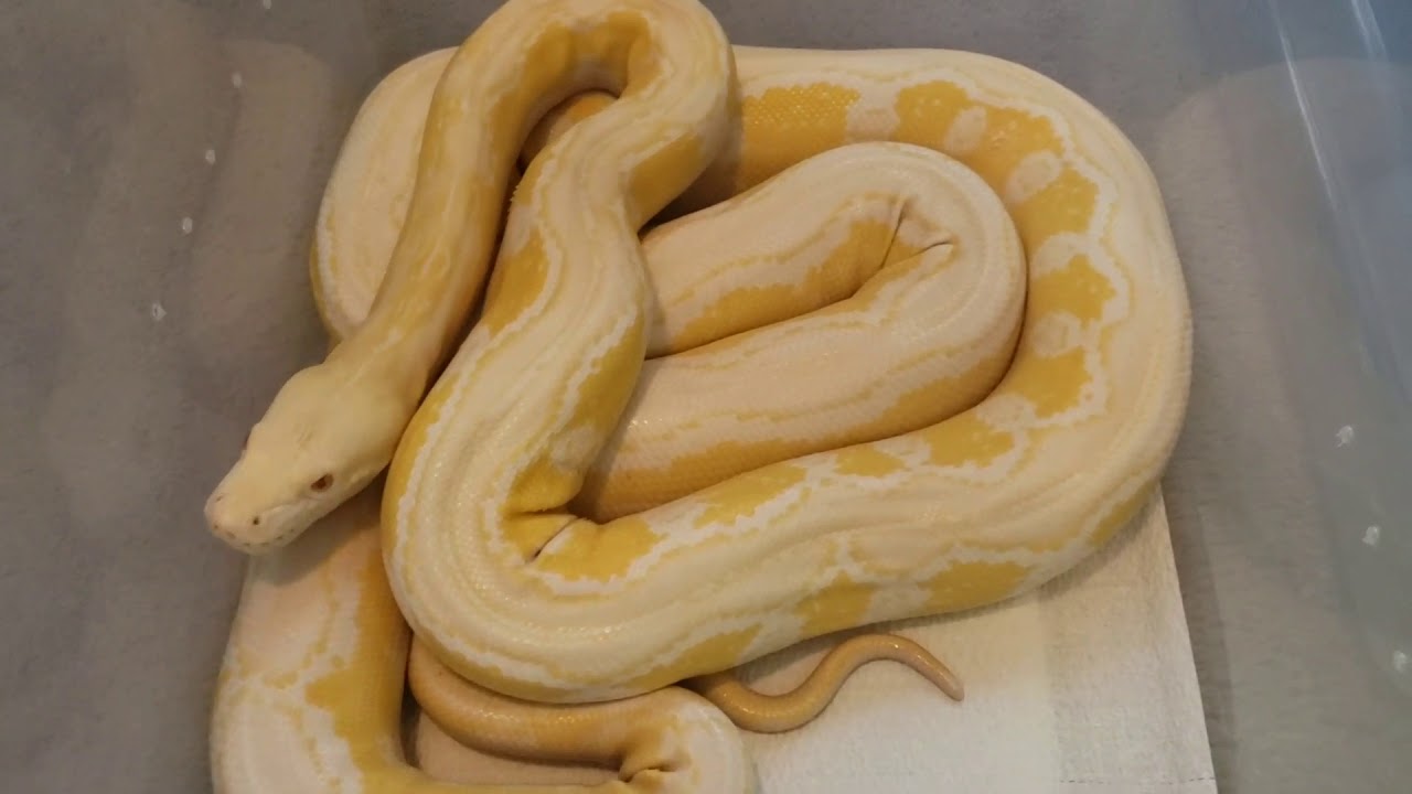 Motley Reticulated pythons