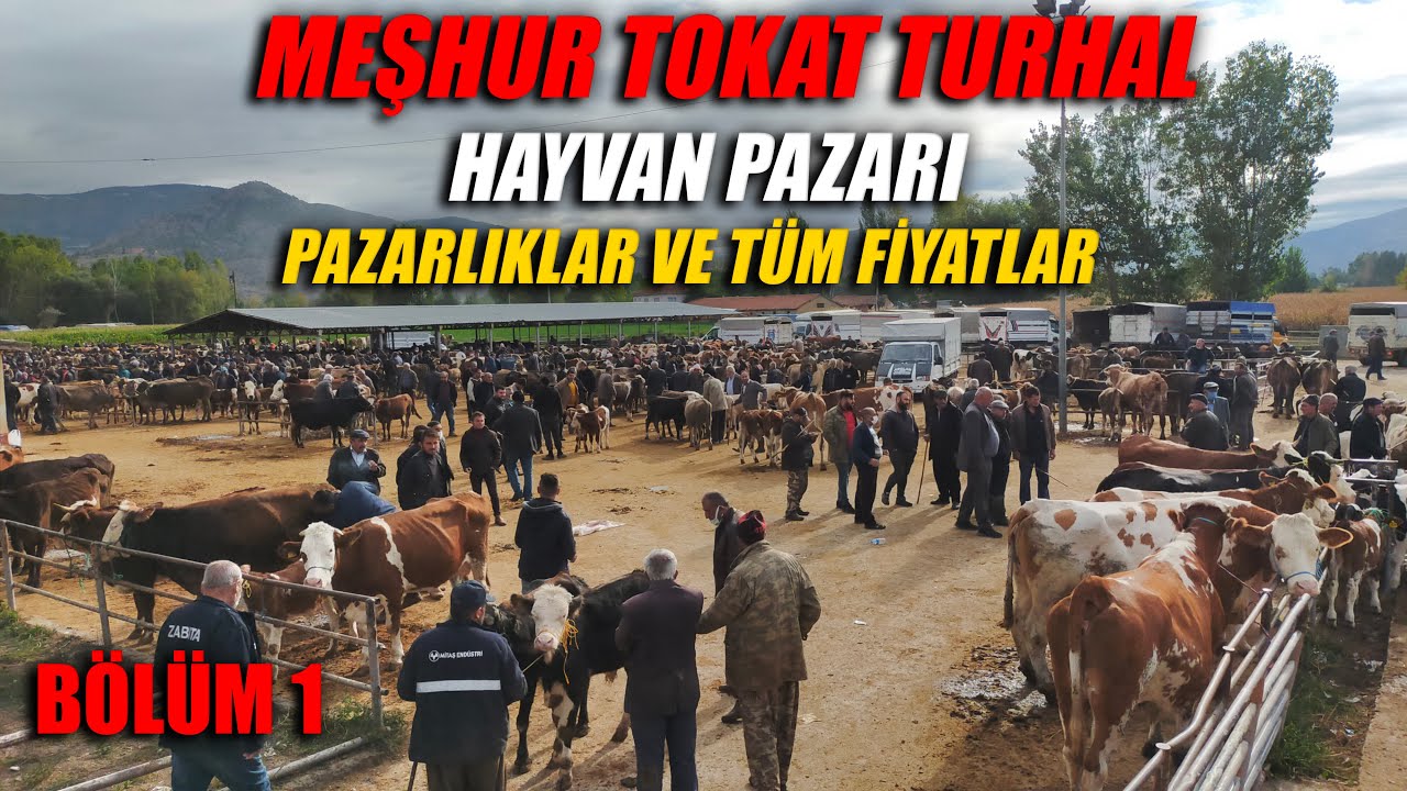HAYVAN PAZARLARININ BAŞ TACI TURHAL | BÖLÜM 1 | 06.10.2021