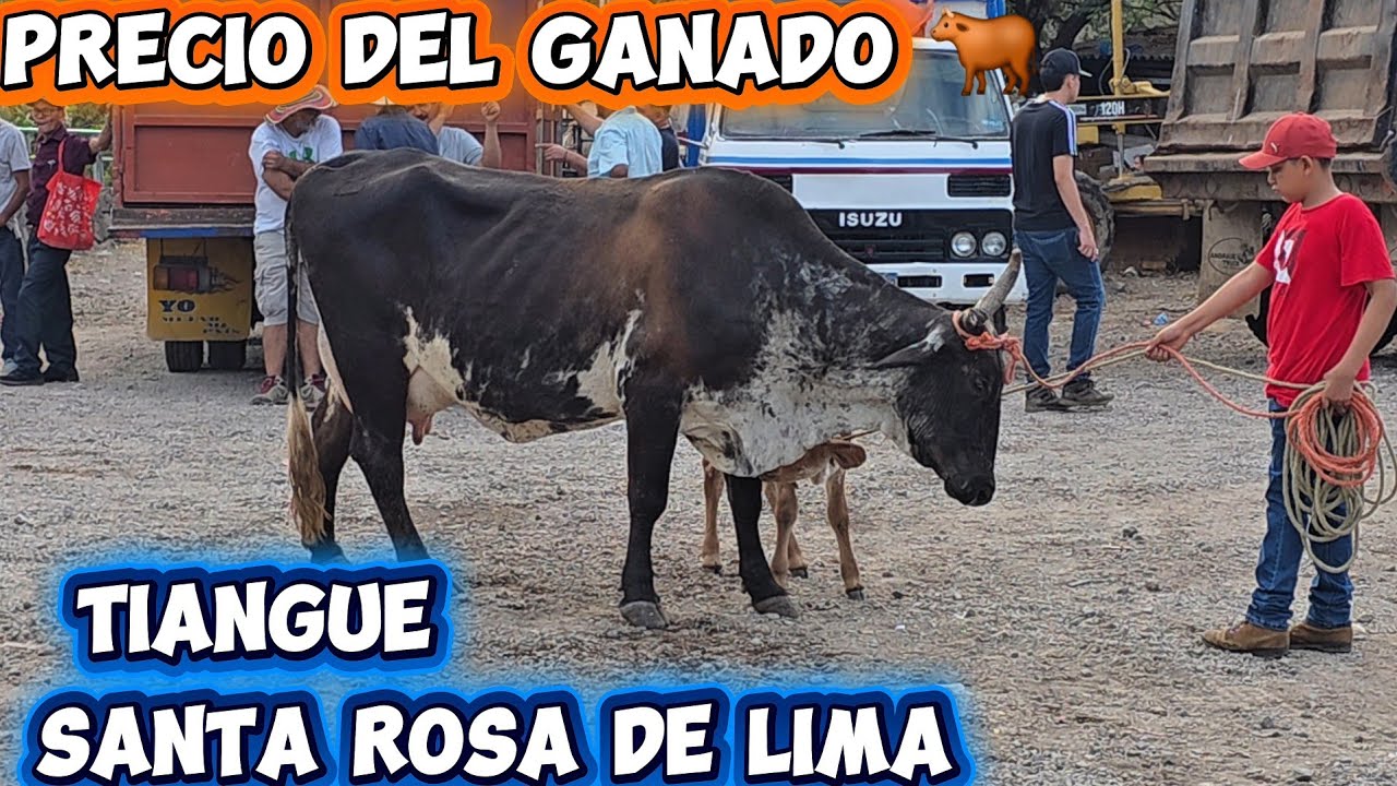 Tiangue Santa Rosa de lima precio del Ganado #elsalvador  🐂🐄🐃🐮
