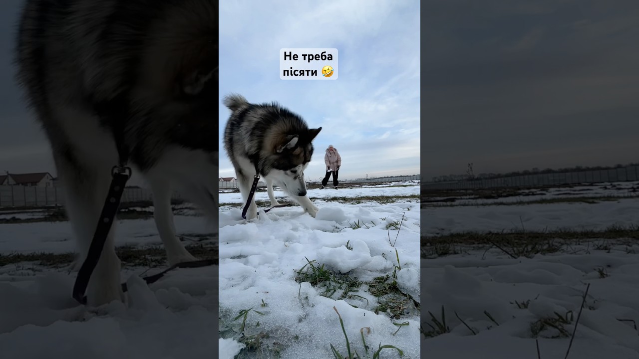 Чуть не надзюрив на телефон 🤣#funnydogluke #lukathemalamute #happydog #alaskanmalamute