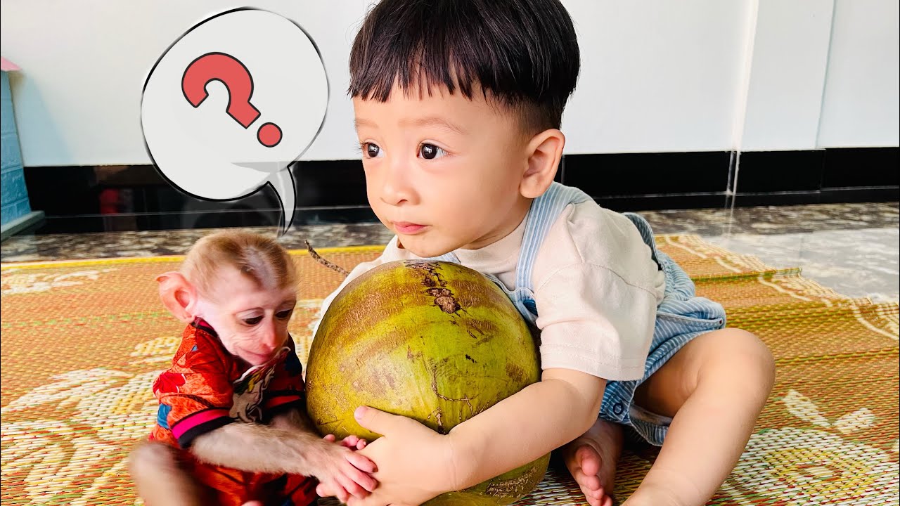 Diana monkey and baby Roma love to drink coconut water