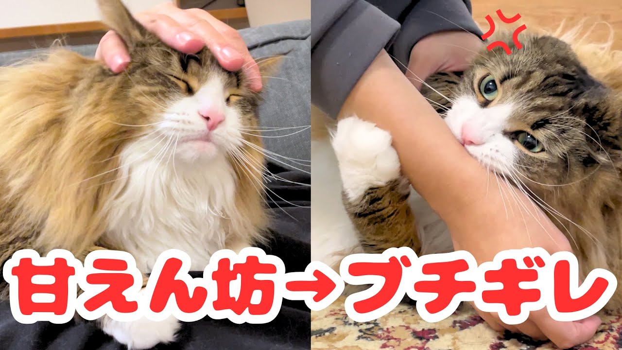 少し家を空けただけで大激怒なデカ猫が世界一可愛いので見てください