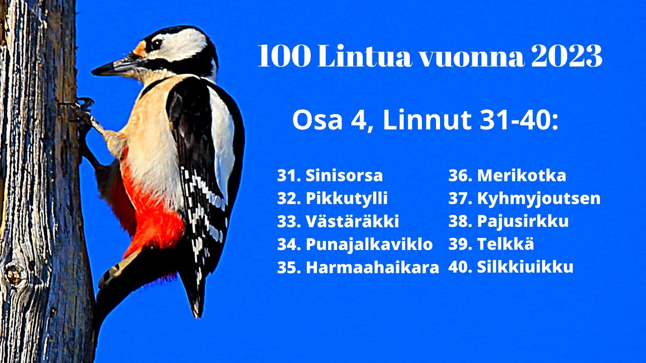 100 Lintulajia 2023, Osa 4, Linnut (31-40)