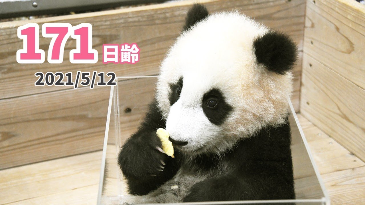 【パンダの赤ちゃん（楓浜）】おもちゃじゃなくて、食べている！（171日齢）
