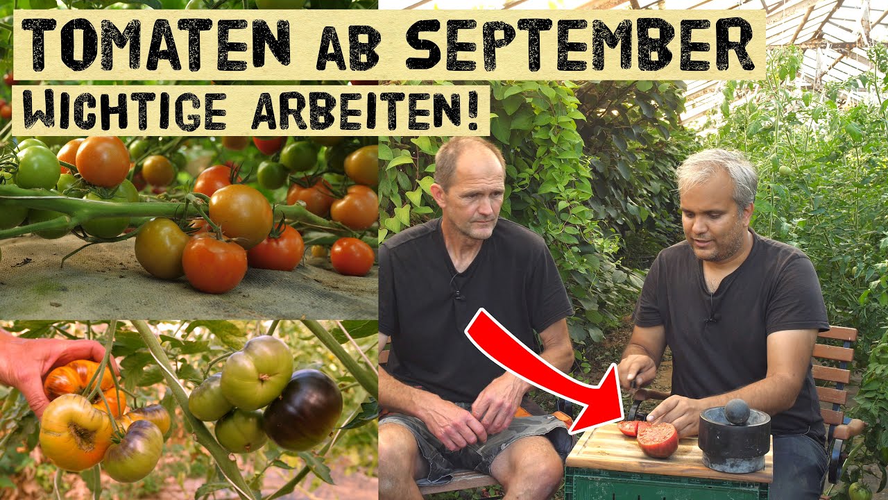 Pflegetipps für Tomaten ab September - Lange Ernten - Tomatenverkostung in der Gartenoase
