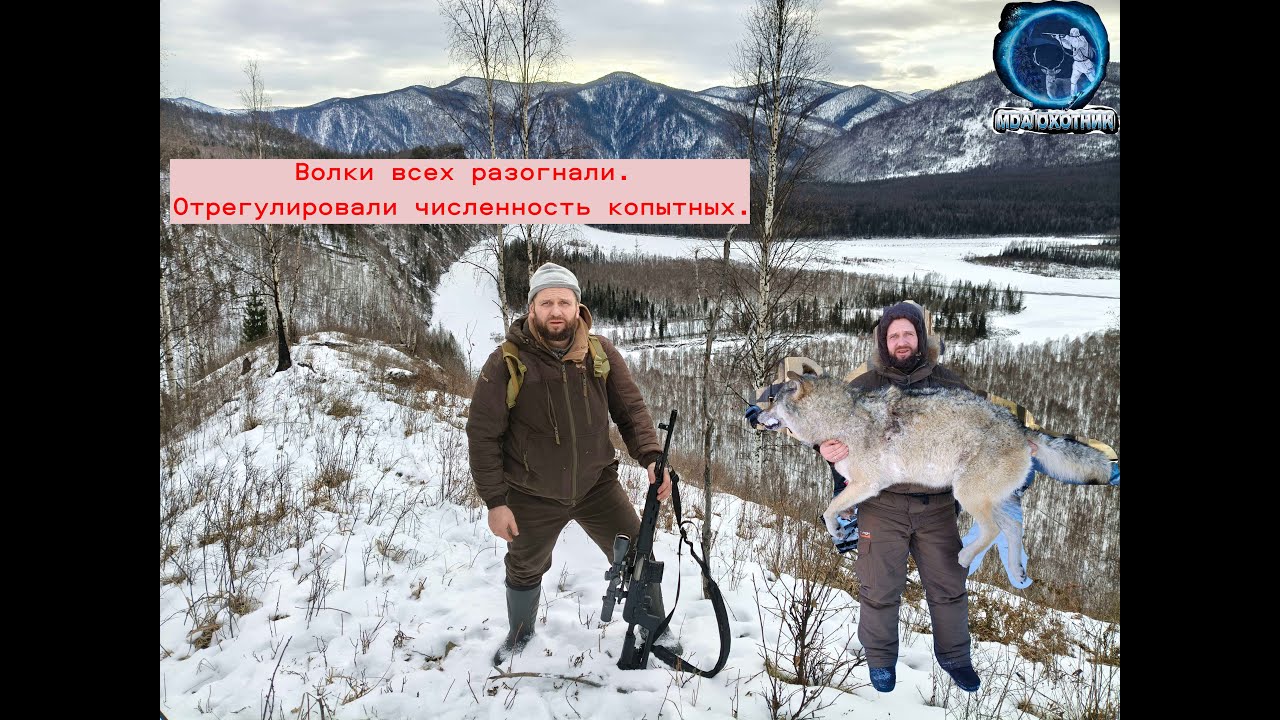 Волки в деле.  Охота на копытных в январе.  Закрытие сезона.