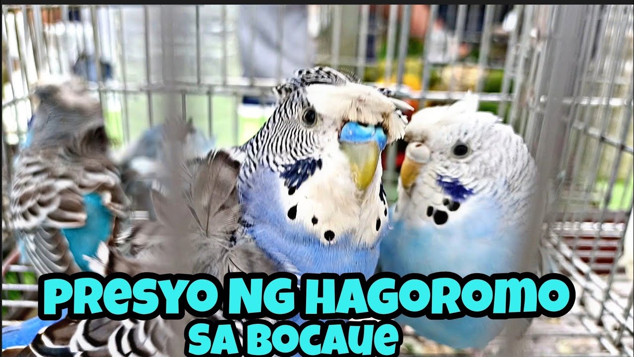 bocaue tiange#presyo Ng hagoromo sa bocaue
