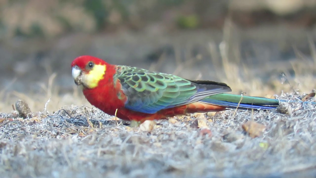 Western Rosellas