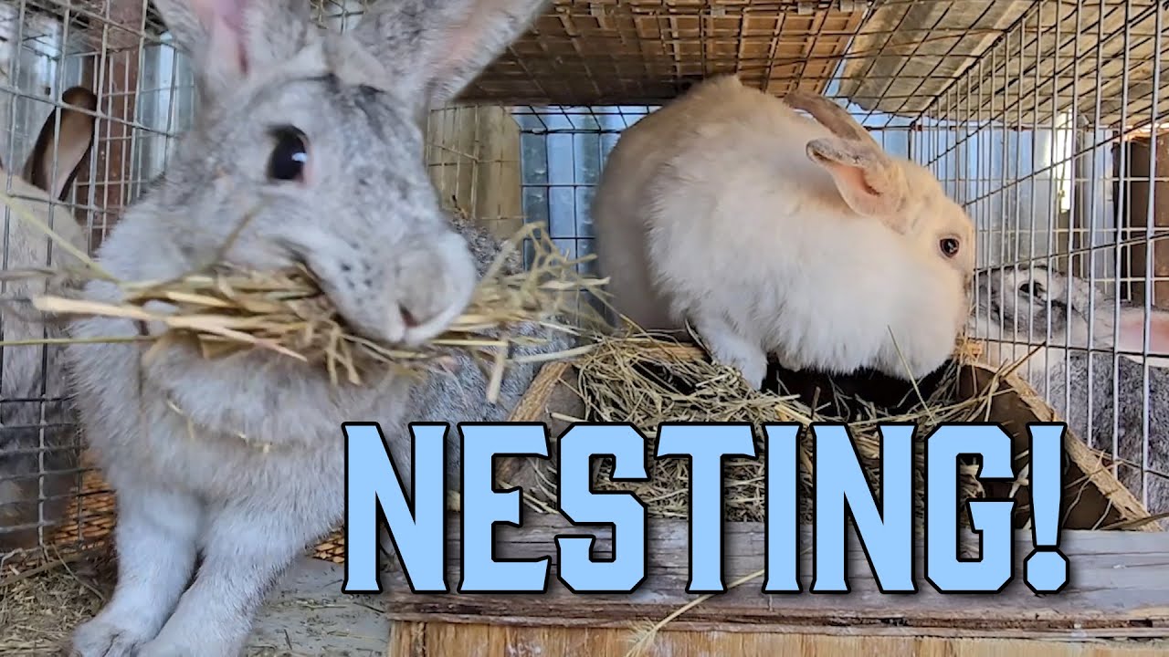 Baby Rabbits Expected! - Signs your rabbit is going to deliver soon