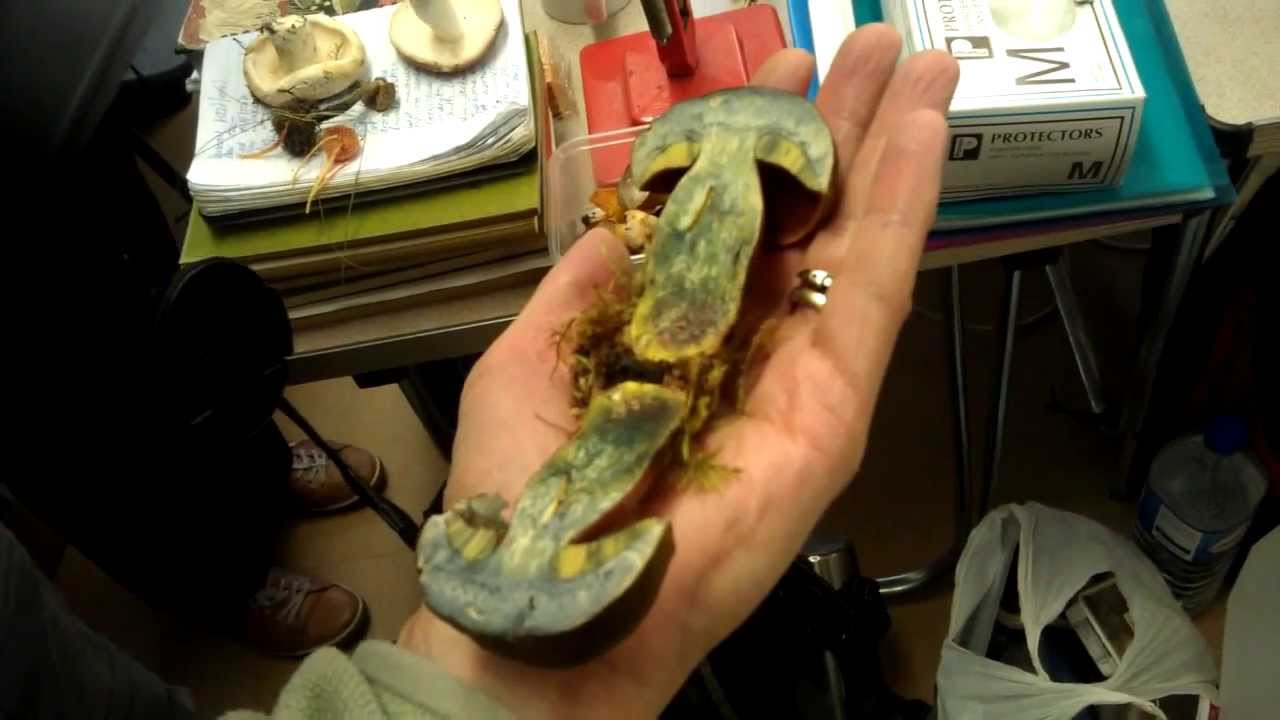 Boletus luridiformis colour reaction when flesh exposed to air