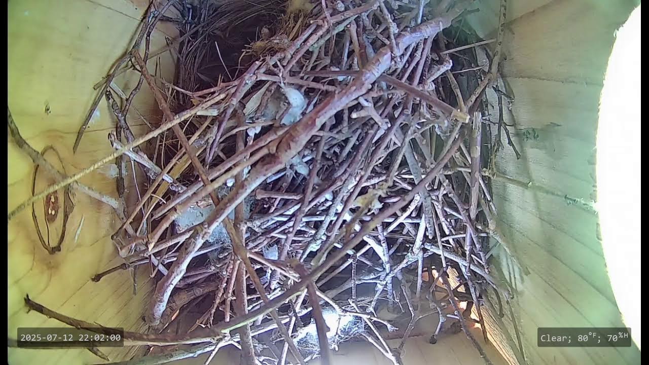 Nest Cam - 7/12/2025 | House Wren | Eggs hatching by this weekend...maybe