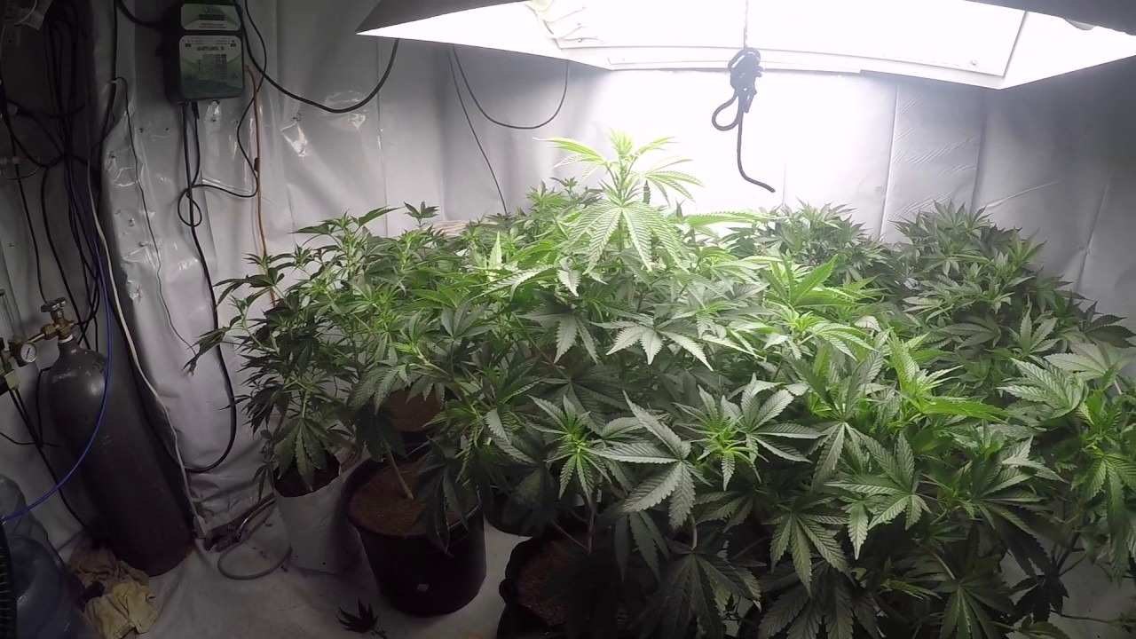 Marijuana Coco Coir Grow - False Teeth / Brandywine - Dungeons Vault Genetics