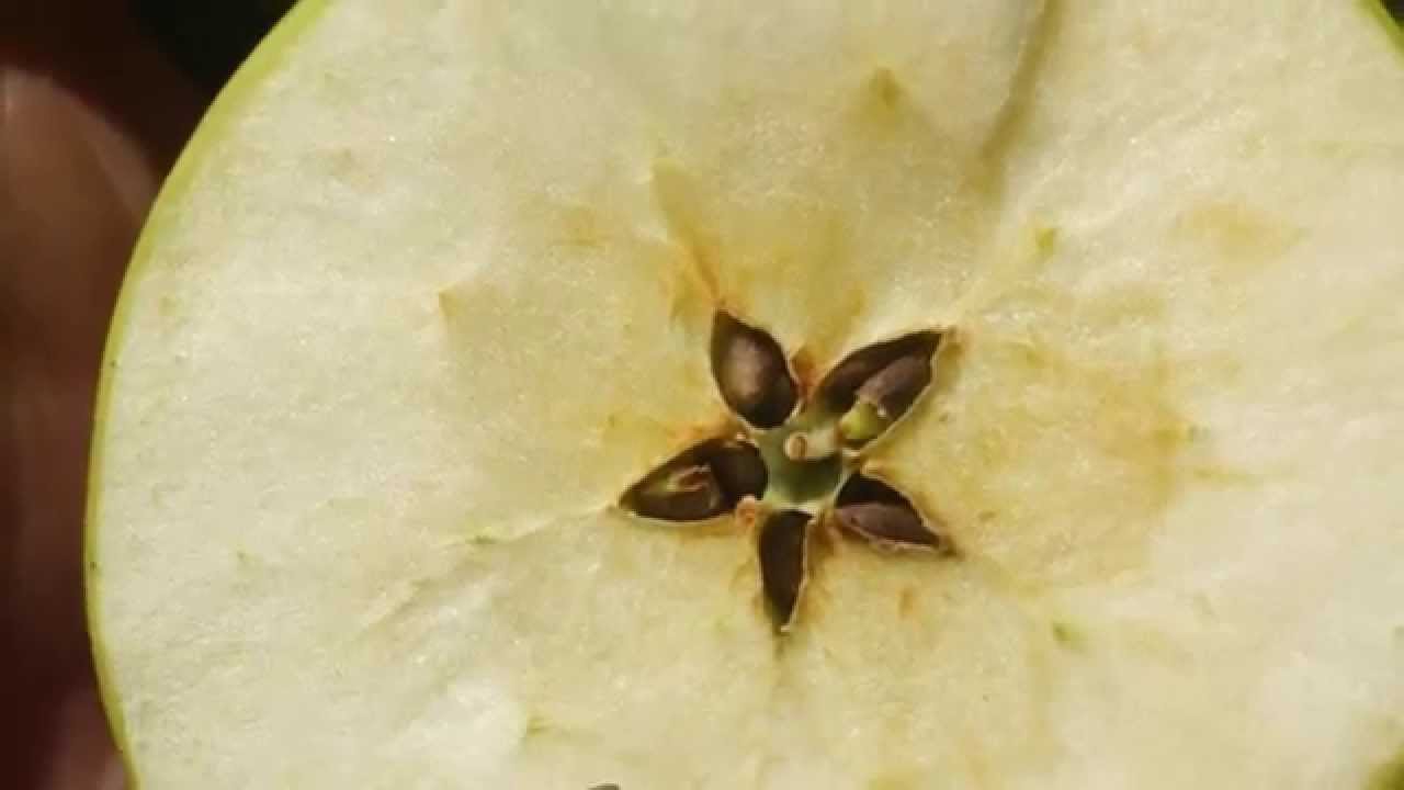 Flowering & Diversity in the Organic Apple Orchard
