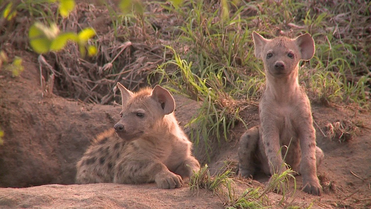 Hyena’s across borders
