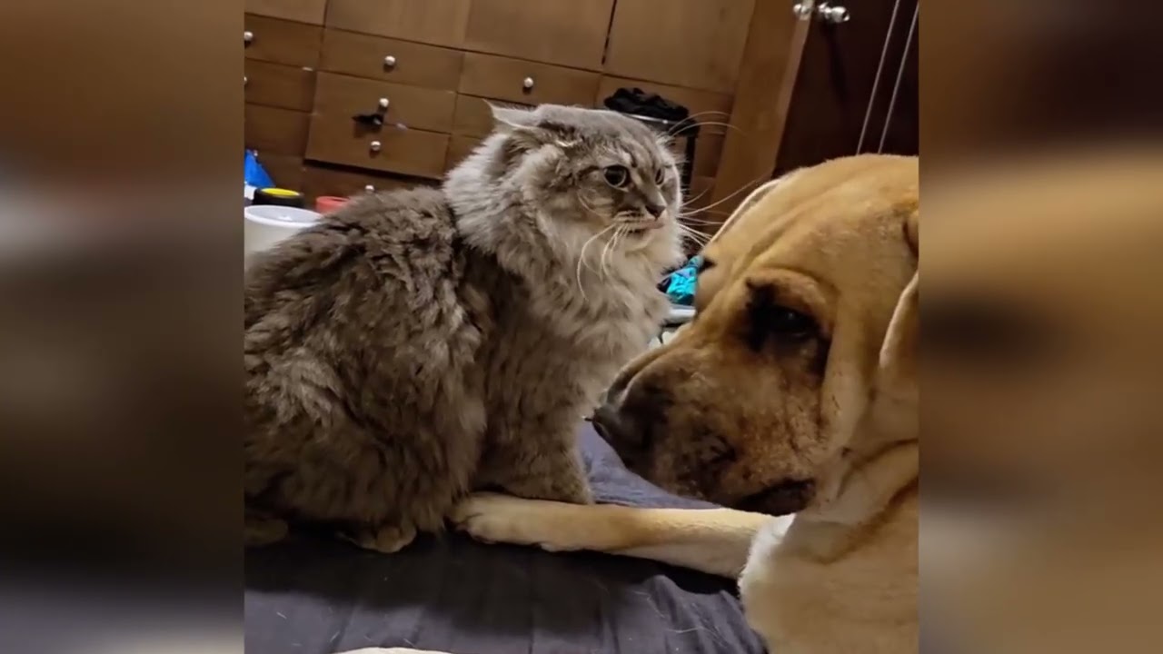 Cat confused