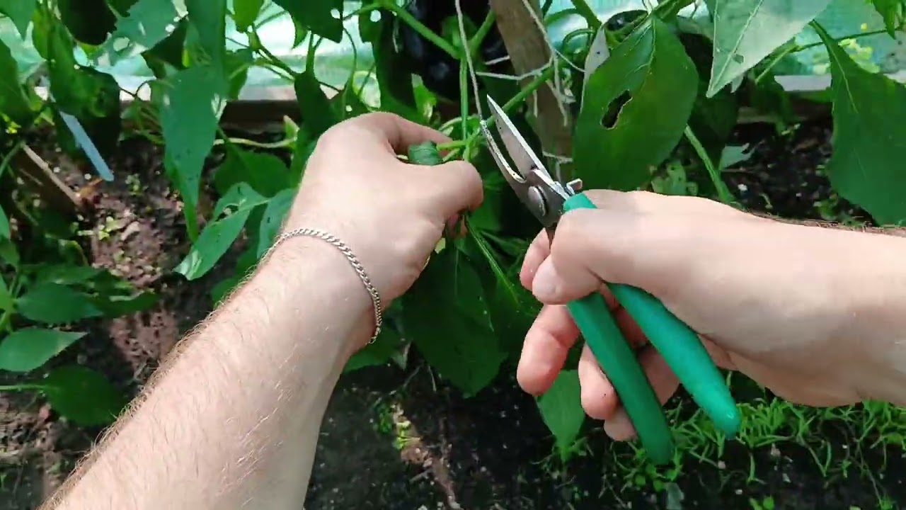 Zakańczamy papryki. Zrób ten zabieg teraz żeby papryki szybciej dojrzały.