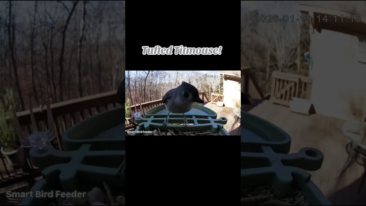Tufted Titmouse visiting the smart feeder! 