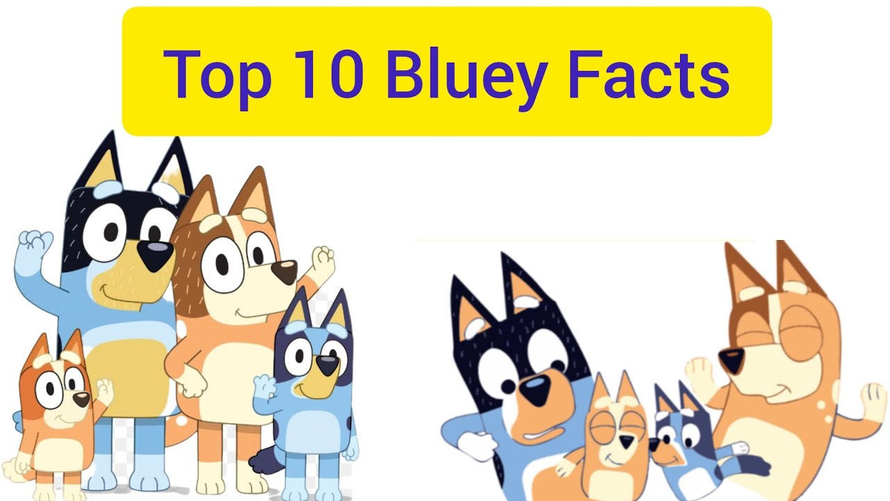 Bluey Top 10 Facts in Hindi/Urdu | Disney Junior Bluey | HUMAIRA CARTOON WORLD