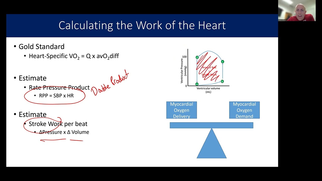 Cardiovascular Response to Exercise