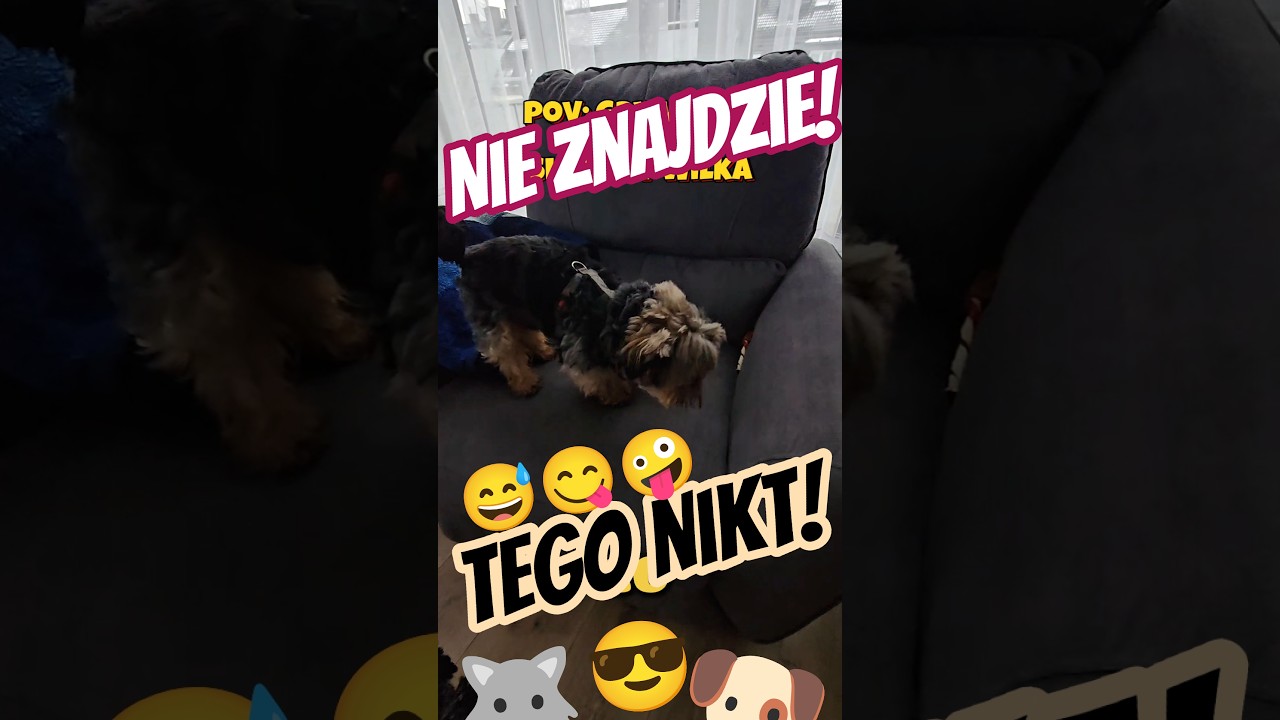 Twój pies najpierw szuka kryjówki, zanim zdecyduje się zjeść 🐶🐾 