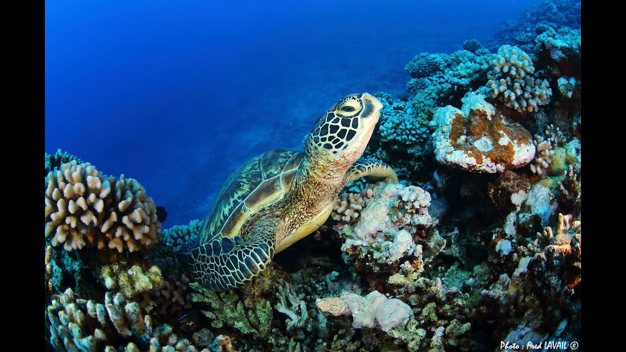 PROTECTION DES TORTUES MARINES POLYNÉSIENNES