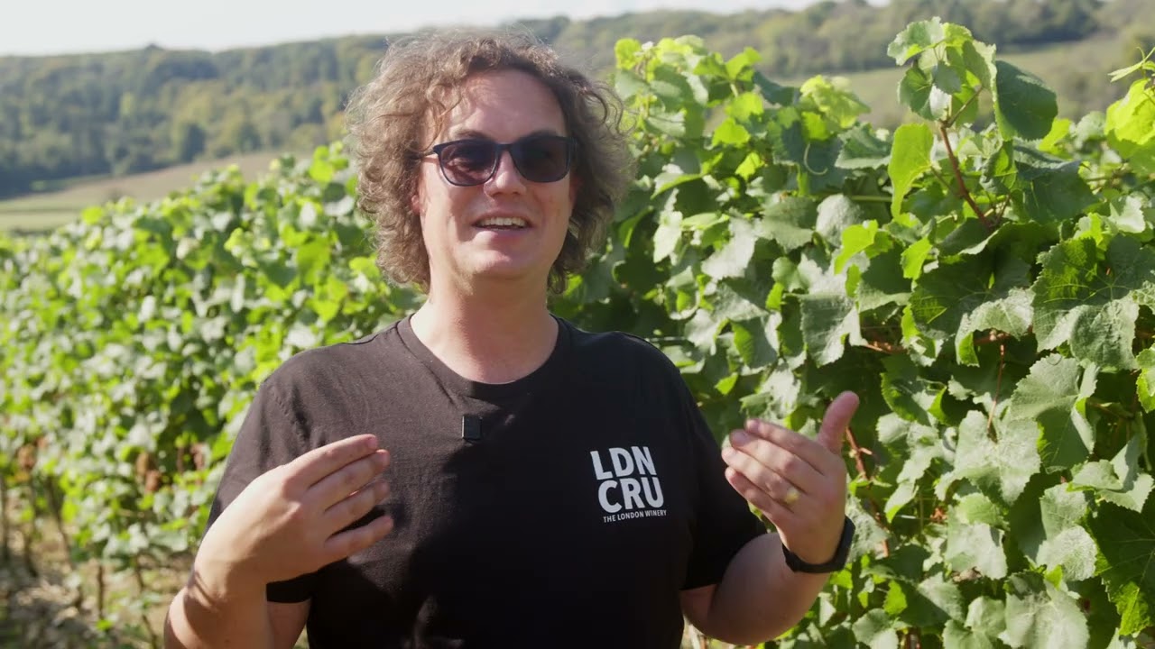 A Day In An Urban Winery - Join us for harvest in the U.K