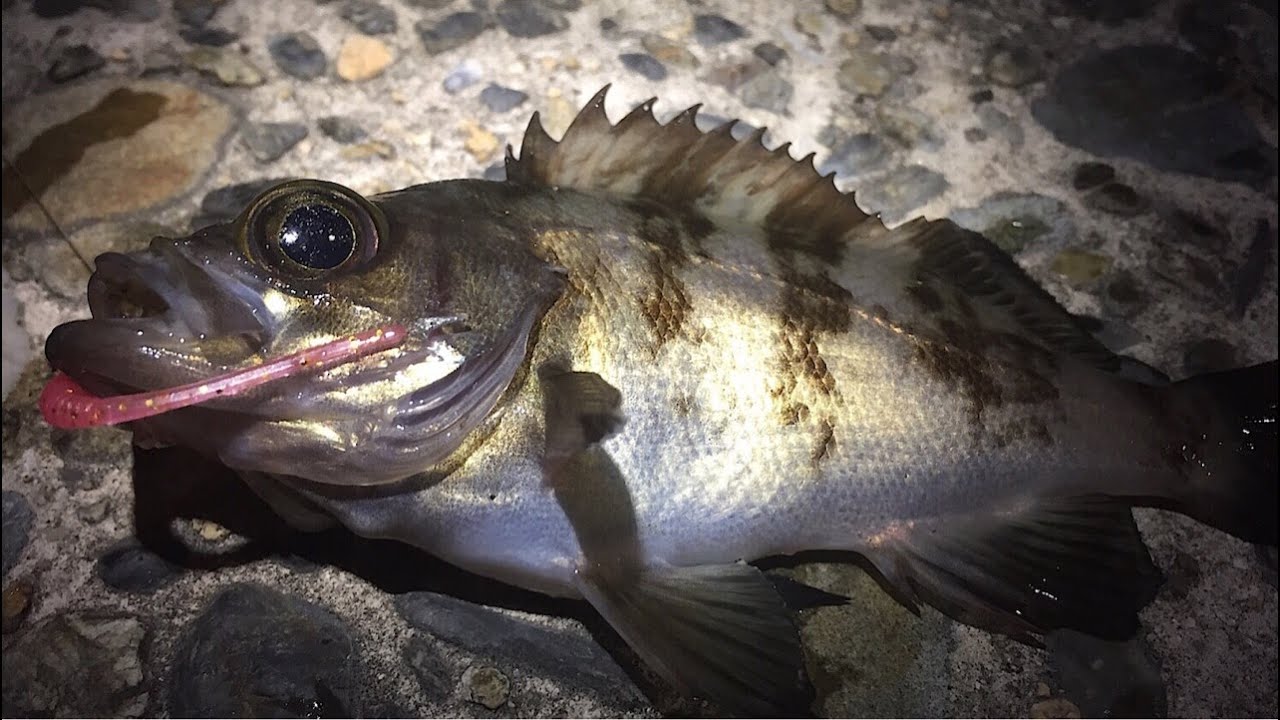 【メバルリング】飯が炊けるまで魚釣り