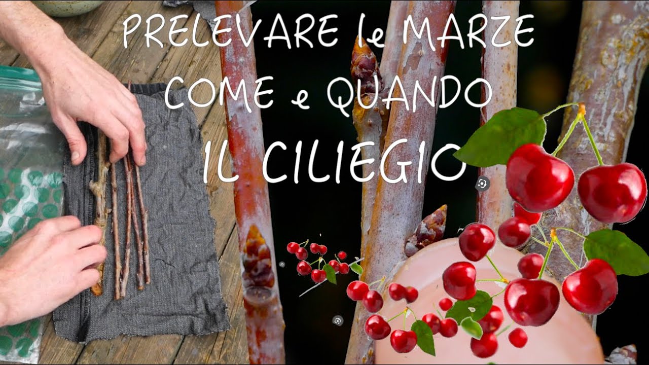 COME E QUANDO PRELEVARE le MARZE DI CILIEGIO 🍒 e OTTENERE MATERIALE PER INNESTI 🌿