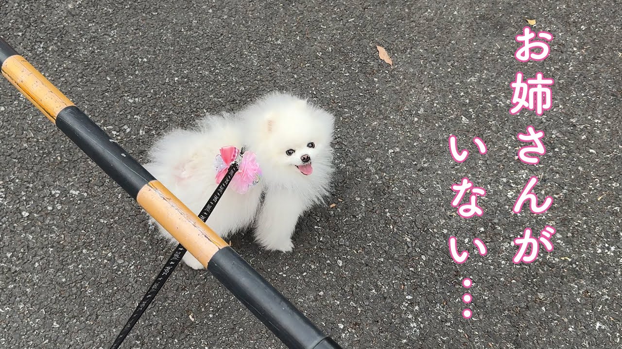大好きなお姉さんを探し続けるポメラニアン