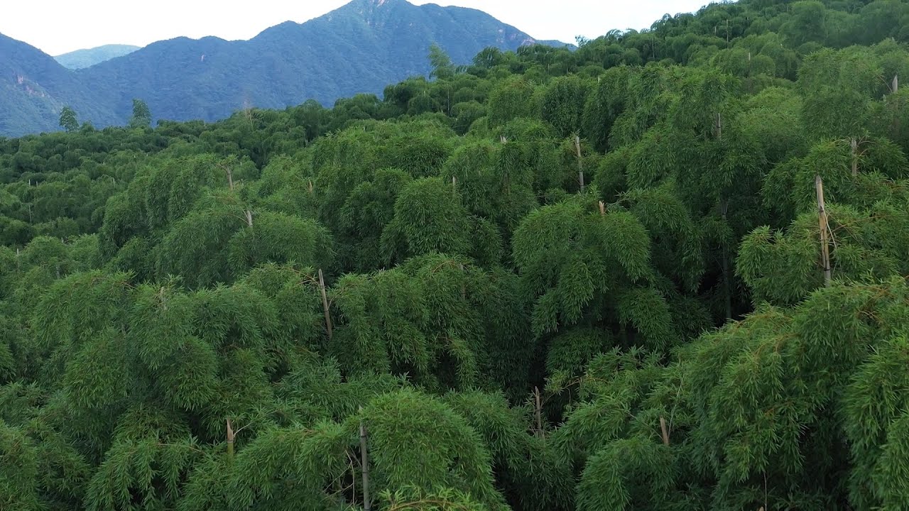 Avanzar hacia el desarrollo sostenible: ¿Se vende aire del bosque de bambú? | Documental en español