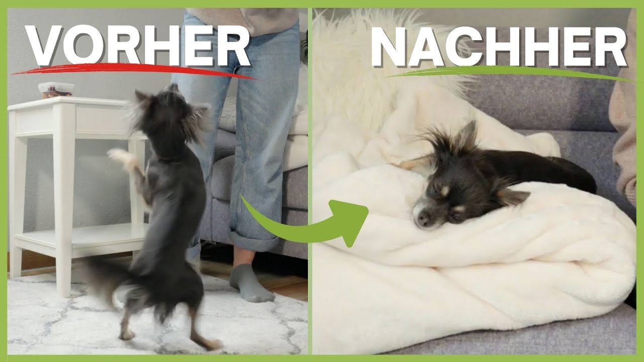 AUFGEREGTER HUND: Wie du mit 1 Übung deinen Hund zur RUHE bekommst