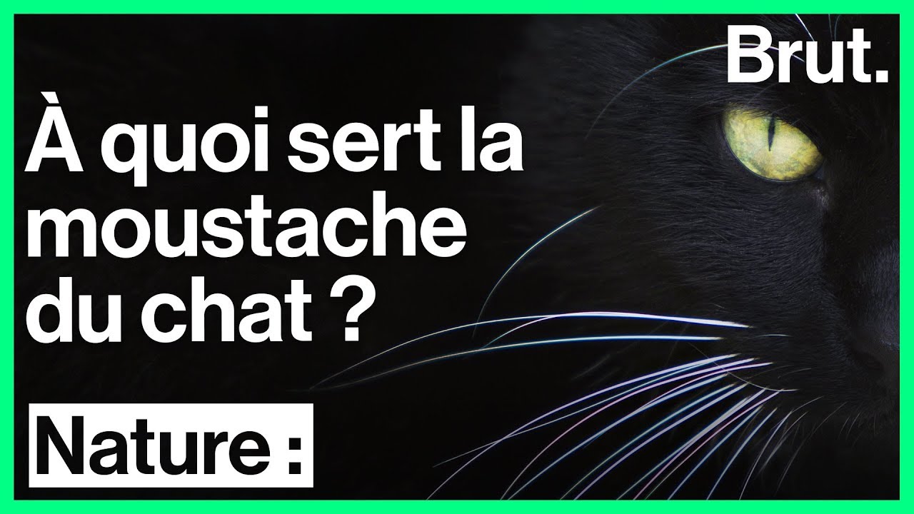 &Agrave; quoi sert la moustache du chat ?