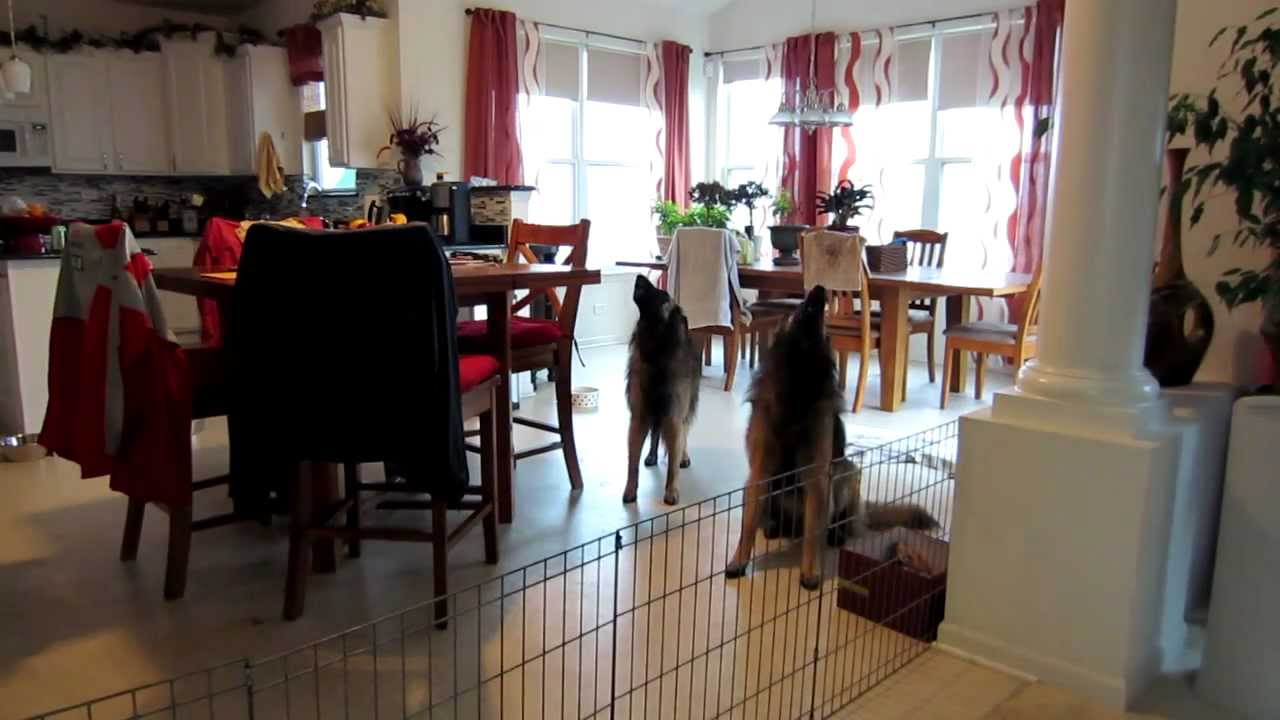 Belgian Tervuren - Home Alone (part 1)