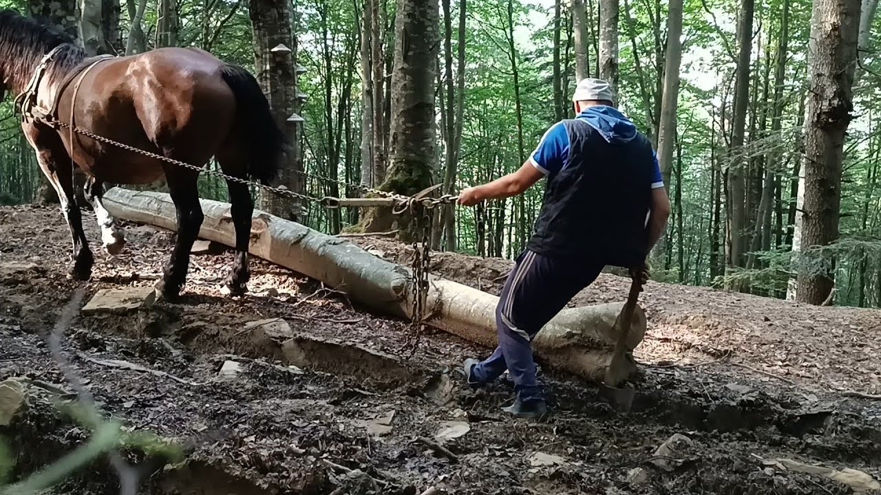 🌞🥵Як ми працюємо в лісі 🐎🌳поїздка по дрова 🪓🪚
