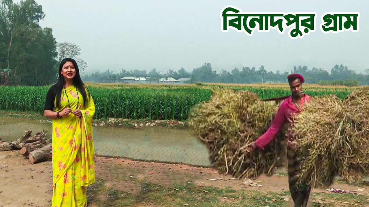ভিন্ন স্বাদের সন্ধানে বগুড়ার শেরপুরে বিনোদপুর গ্রামে || Panorama Documentary