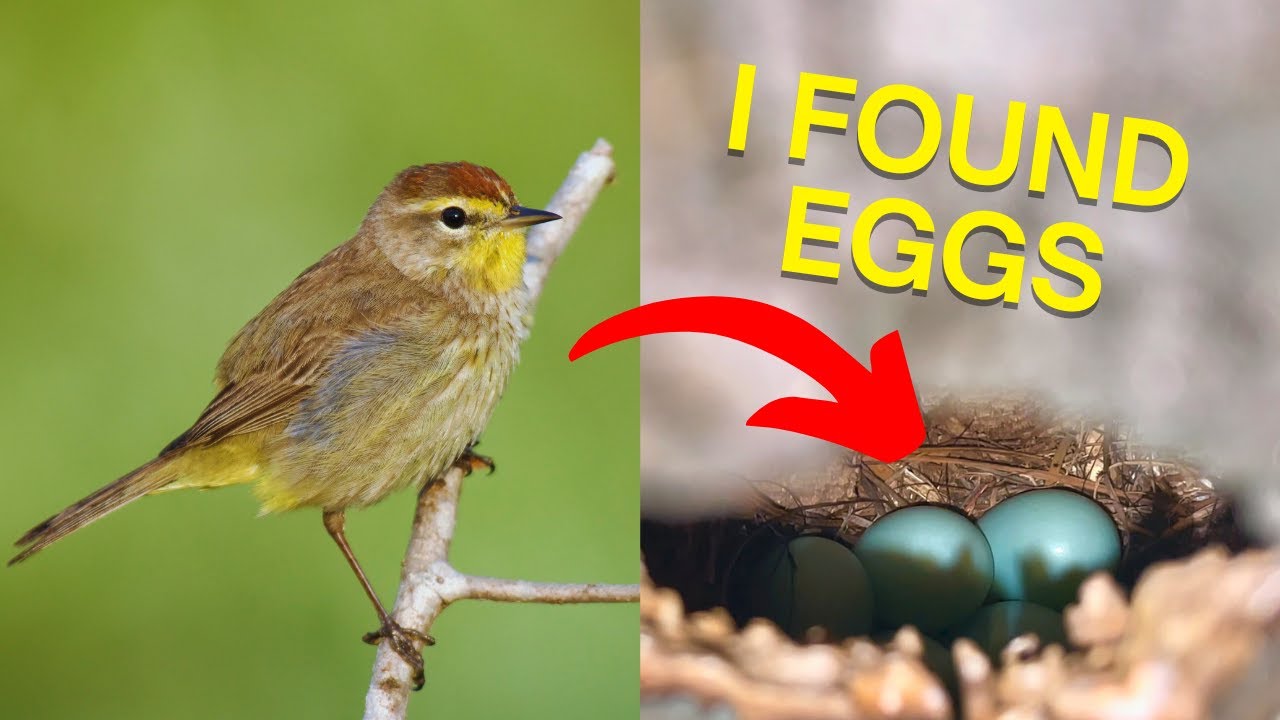 Epic Florida Spring Birding: Hunt for the Kirtland's Warbler