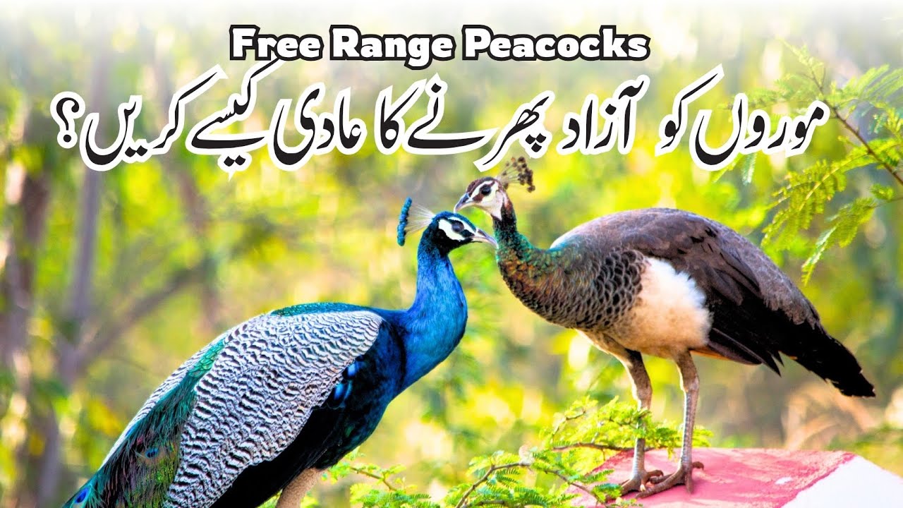 Free Range Peacocks
