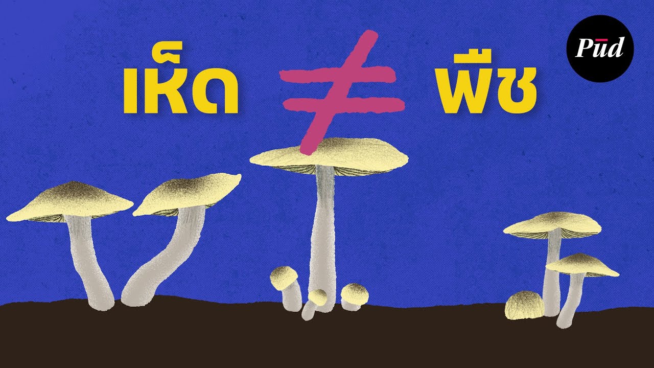 เห็ดคืออะไร? เป็นพืชรึเปล่า?