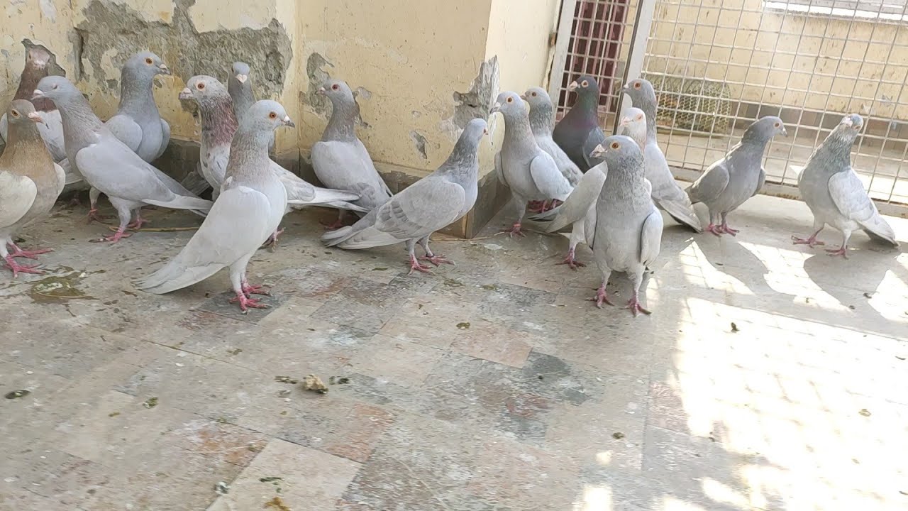 लईक अहमद जी के कासने मद्रासी कबूतर भाग -2, (LaeekAhmad ji ke kasne Madrasi)