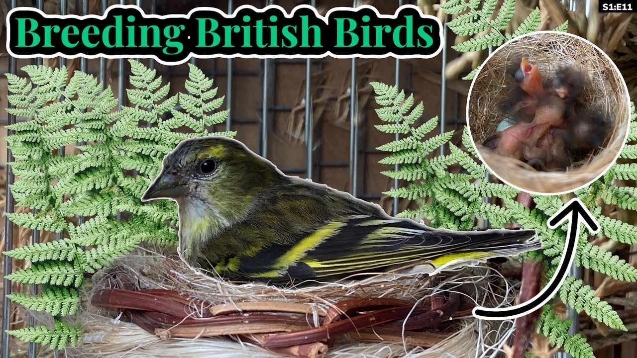 Finally...the FIRST Siskin Chicks! | Breeding British Birds S1:E11