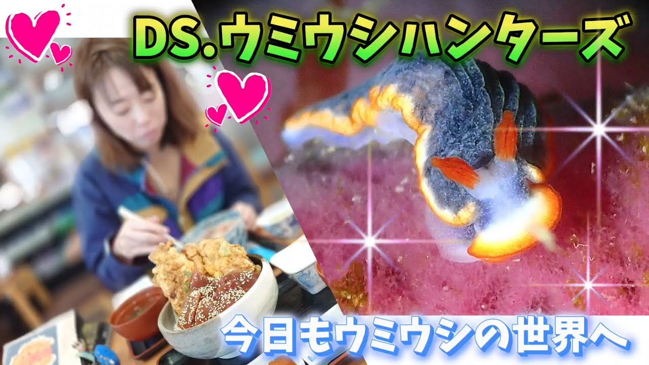 DIVING SHOPウミウシハンターズ 20251228 城ヶ島水域でのウミウシダイビング。何かしゃべりながらのウミウシ紹介。ウミウシならウミウシハンターズです。