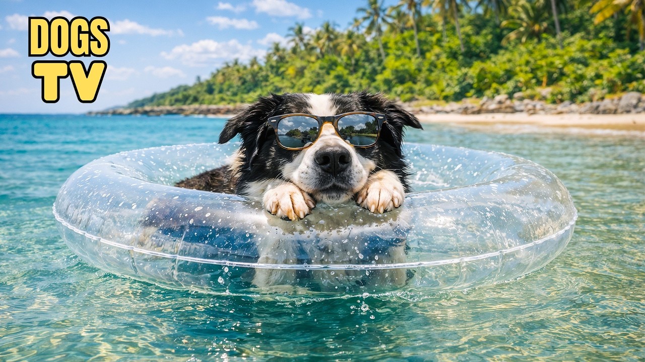 24/7 Dog TV: Best Fun & Relaxing Music for Dogs to Relieve Boredom & Anxiety with Videos for Dogs