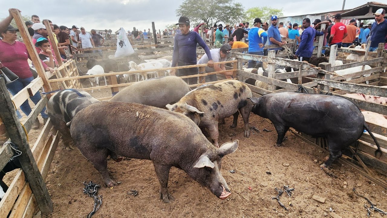 FEIRA DE SUÍNOS EM CARUARU-PE  20-01-2026 #nordeste
