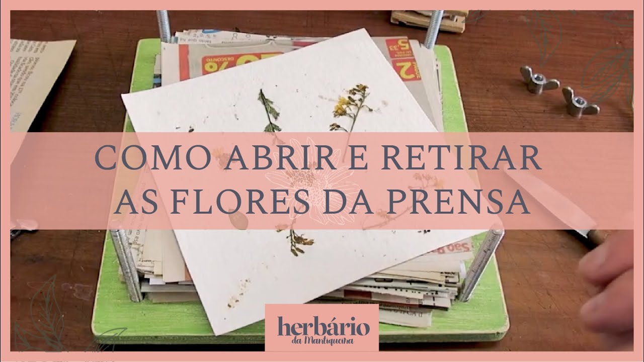 Flores prensadas: Como abrir e retirar as flores da prensa