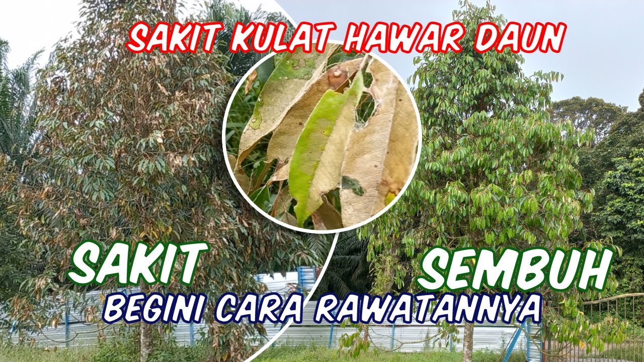 CARA UBATI SAKIT HAWAR DAUN POKOK DURIAN | STEP BY STEP HINGGA SEMBUH | EPISOD 51