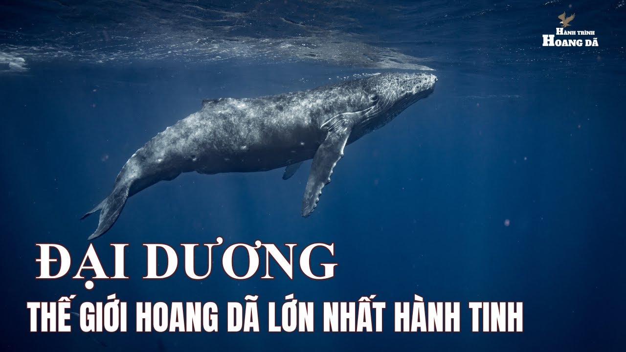 HÀNH TRÌNH KHÁM PHÁ CÁC ĐẠI DƯƠNG BÍ ẨN - Khám phá thế giới động vật hoang dã. #thegioidongvat
