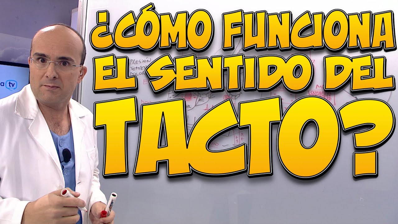 TACTO, ¿cómo funciona? - Cuerpo Humano #19