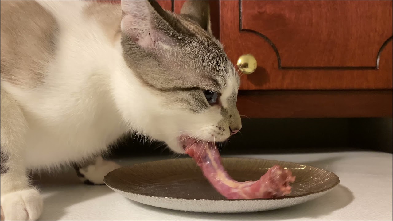 Feeding RMB's(raw meaty bones) to cats