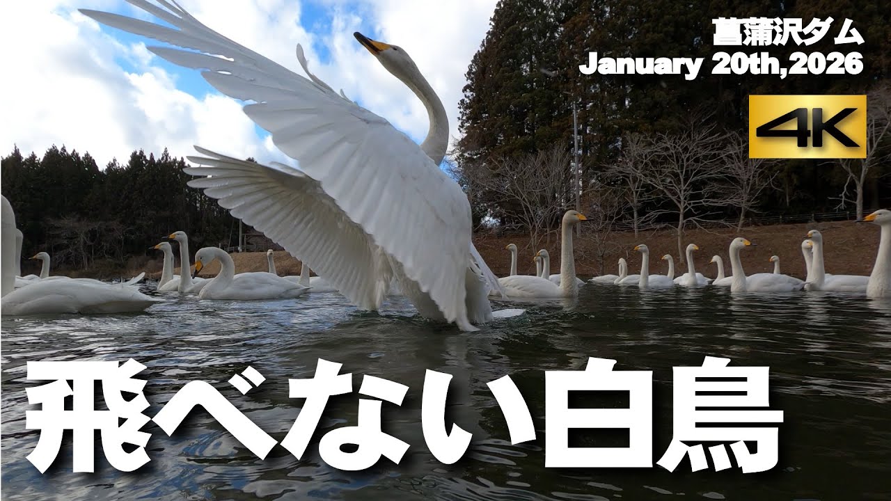 【飛べない白鳥】菖蒲沢ダム・January 20th,2026