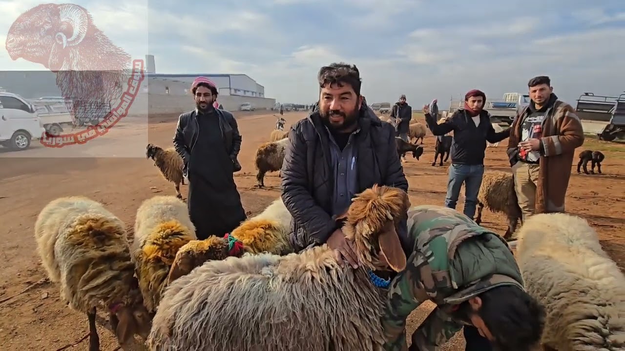 حركه سوق الغنم في مدينه إدلب معره مصرين 6\1\2026حركه السوق وأسعار اللحم ولاعلاف والغنم المجنوي 